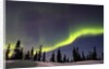 Aurora Borealis above Forest by Anonymous