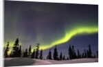Aurora Borealis above Forest by Anonymous