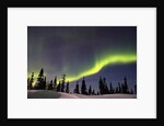 Aurora Borealis above Forest by Anonymous