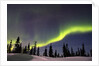 Aurora Borealis above Forest by Anonymous