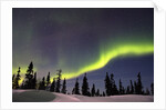 Aurora Borealis above Forest by Anonymous
