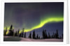 Aurora Borealis above Forest by Anonymous