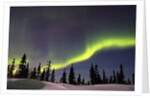 Aurora Borealis above Forest by Anonymous