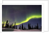 Aurora Borealis above Forest by Anonymous