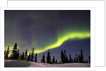 Aurora Borealis above Forest by Anonymous