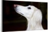 Saluki Looking Up by Anonymous
