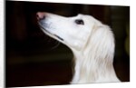 Saluki Looking Up by Anonymous