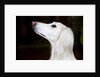 Saluki Looking Up by Anonymous