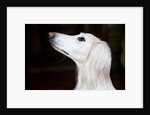 Saluki Looking Up by Anonymous