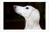 Saluki Looking Up by Anonymous