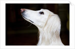 Saluki Looking Up by Anonymous