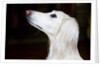 Saluki Looking Up by Anonymous