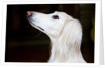 Saluki Looking Up by Anonymous