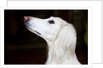 Saluki Looking Up by Anonymous