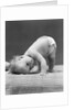 1940s Baby Bending Down With Head On Blanket by Anonymous