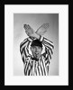 1950s Football Referee Making Hand Signal Time Out Blowing Whistle by Anonymous