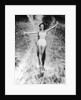 1950s Woman In Two Piece Bathing Suit Aquaplaning Water Skiing by Anonymous