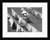 1950s Woman Hanging Laundry Outdoors On Several Clotheslines by Anonymous