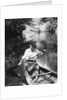 1920s Woman With Upswept Hair Paddling Wooden Canoe In Stream by Anonymous