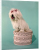 1970s White Shaggy Dog Pink Bow and Pink Tongue by Anonymous
