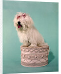 1970s White Shaggy Dog Pink Bow and Pink Tongue by Anonymous