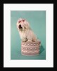 1970s White Shaggy Dog Pink Bow and Pink Tongue by Anonymous