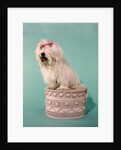 1970s White Shaggy Dog Pink Bow and Pink Tongue by Anonymous