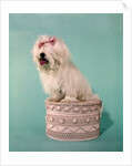 1970s White Shaggy Dog Pink Bow and Pink Tongue by Anonymous