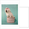 1970s White Shaggy Dog Pink Bow and Pink Tongue by Anonymous