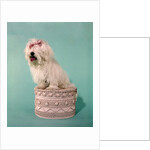 1970s White Shaggy Dog Pink Bow and Pink Tongue by Anonymous