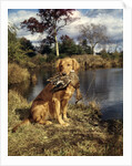 1980s Golden Retriever Holding A Dead Duck In Mouth by Anonymous