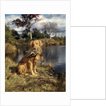 1980s Golden Retriever Holding A Dead Duck In Mouth by Anonymous