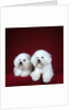 Two Bichon Frise Dogs Lying Down by Anonymous