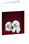 Two Bichon Frise Dogs Lying Down by Anonymous