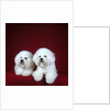 Two Bichon Frise Dogs Lying Down by Anonymous