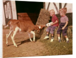 1950s 1960s Children Boy And Girl Feeding Calf Bottle Milk Outside Barn by Anonymous