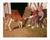 1950s 1960s Children Boy And Girl Feeding Calf Bottle Milk Outside Barn by Anonymous