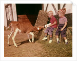1950s 1960s Children Boy And Girl Feeding Calf Bottle Milk Outside Barn by Anonymous