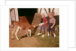 1950s 1960s Children Boy And Girl Feeding Calf Bottle Milk Outside Barn by Anonymous