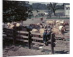 1950s Boy Girl Wearing Jeans Striped Tee Shirt Sit On Fence Dairy Farm Look At Guernsey Cows by Anonymous