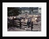1950s Boy Girl Wearing Jeans Striped Tee Shirt Sit On Fence Dairy Farm Look At Guernsey Cows by Anonymous