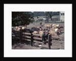 1950s Boy Girl Wearing Jeans Striped Tee Shirt Sit On Fence Dairy Farm Look At Guernsey Cows by Anonymous
