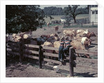 1950s Boy Girl Wearing Jeans Striped Tee Shirt Sit On Fence Dairy Farm Look At Guernsey Cows by Anonymous