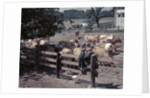 1950s Boy Girl Wearing Jeans Striped Tee Shirt Sit On Fence Dairy Farm Look At Guernsey Cows by Anonymous