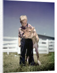 1940s 1950s Little Boy Hugging Pet Calf by Anonymous
