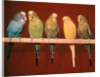 1970s Five Pet Parakeets Perched Against Red Background by Anonymous