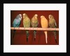 1970s Five Pet Parakeets Perched Against Red Background by Anonymous