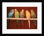 1970s Five Pet Parakeets Perched Against Red Background by Anonymous