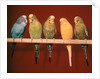 1970s Five Pet Parakeets Perched Against Red Background by Anonymous