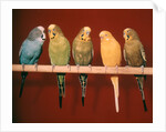 1970s Five Pet Parakeets Perched Against Red Background by Anonymous